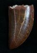 Top Quality Carcharodontosaurus Tooth - #7125-2